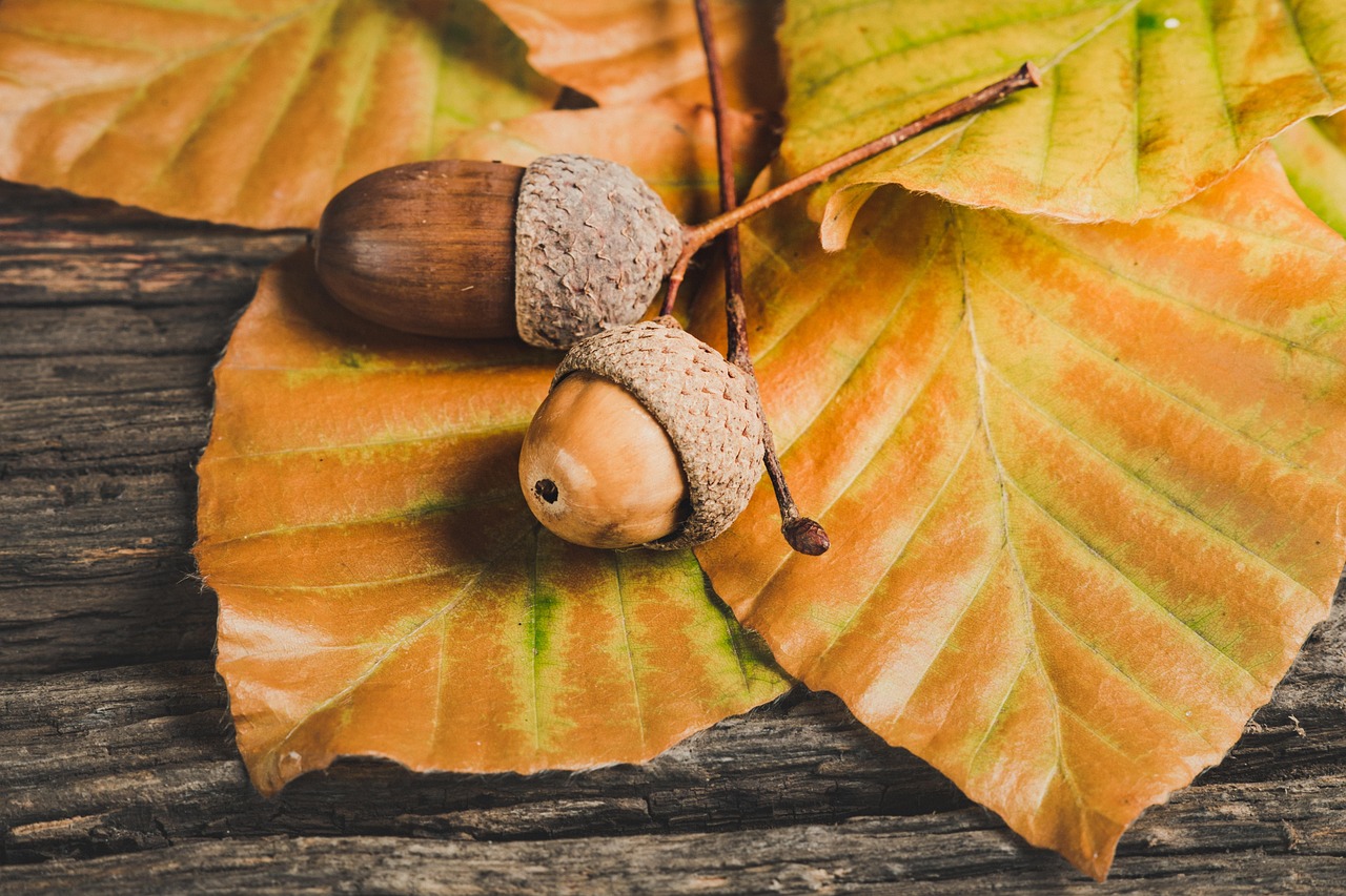 紅葉を楽しむための貸切湯がある和モダン宿はどこですか？
