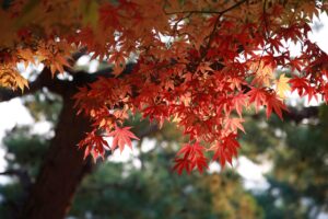 紅葉を楽しむための貸切湯付き静寂の宿プランはどこにある？