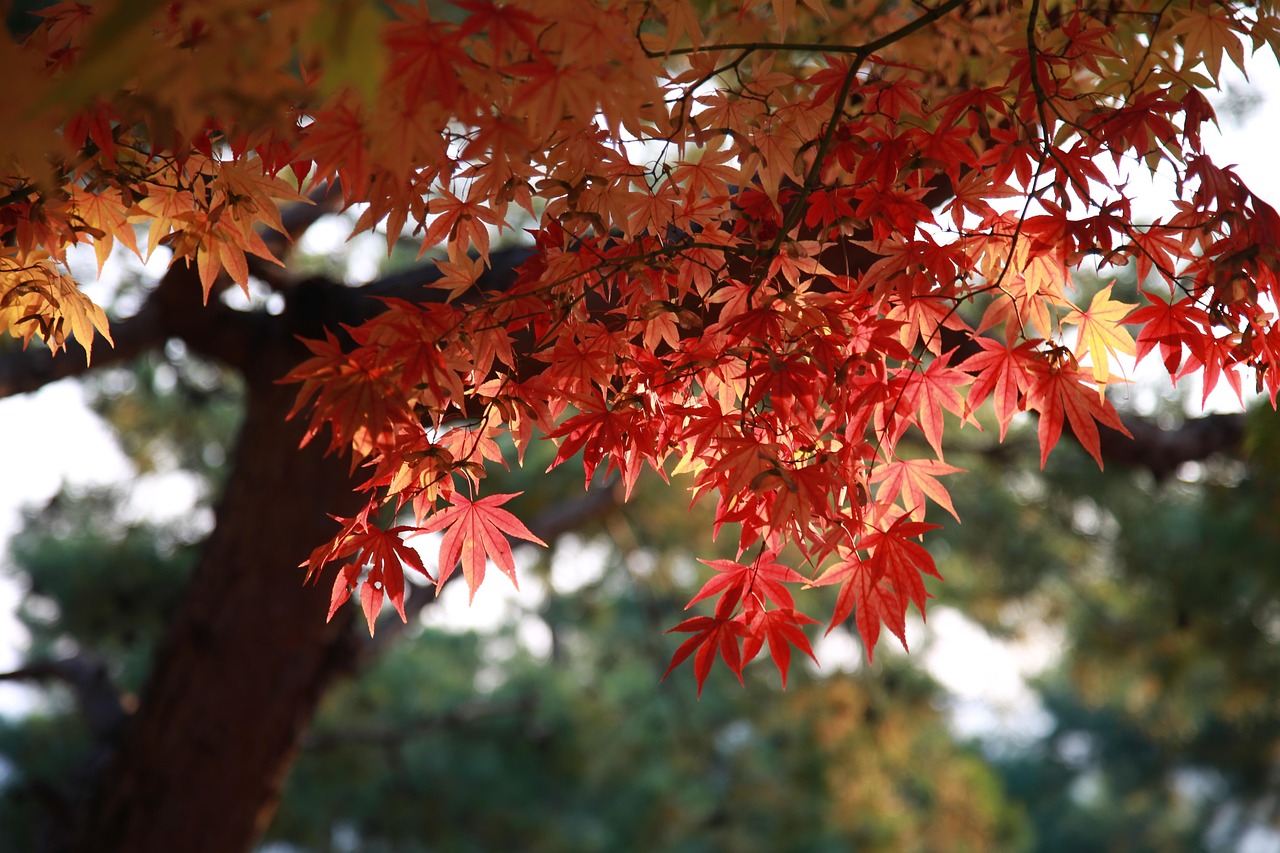 紅葉を楽しむための貸切湯付き静寂の宿プランはどこにある？