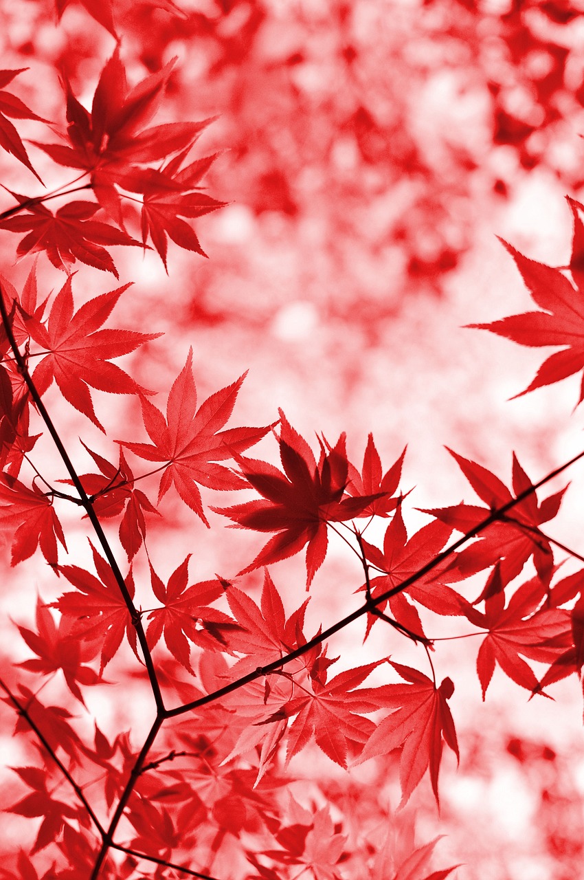 紅葉を楽しむ貸切湯付きの和モダン宿はどこにある？