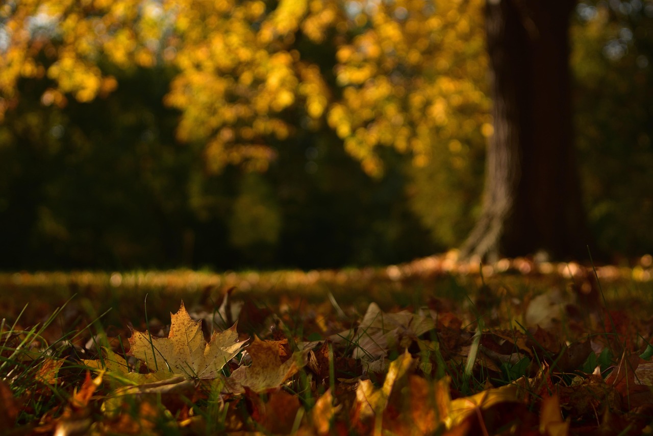 紅葉を楽しめる貸切湯のあるアットホーム宿はどこ？