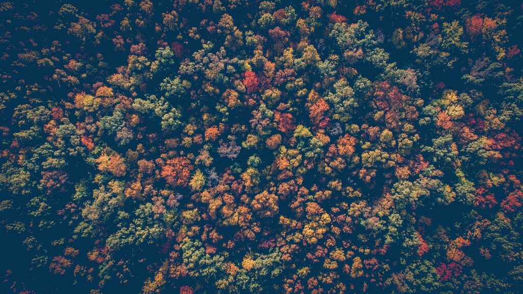 紅葉を楽しむための貸切湯がある森の宿はどこですか？
