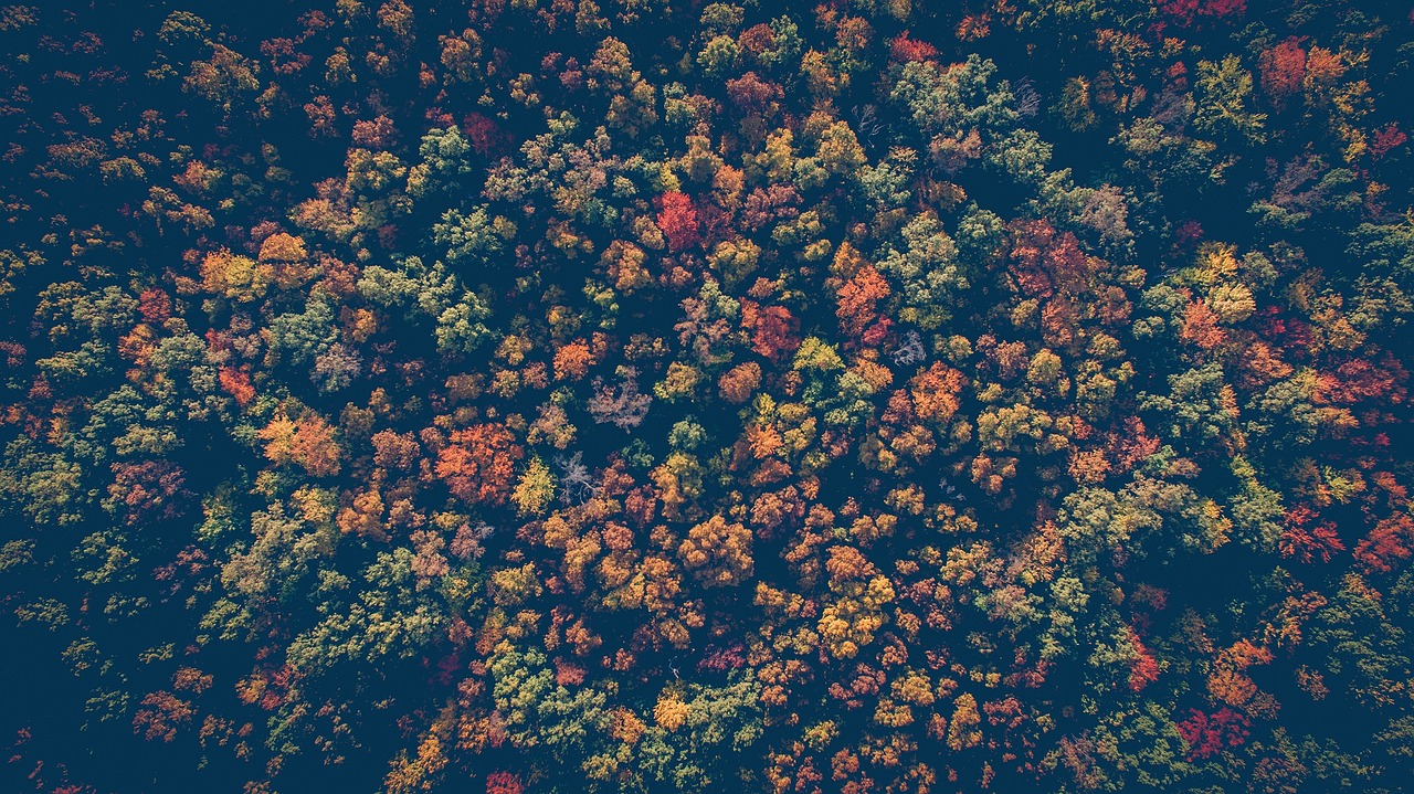 紅葉を楽しむための貸切湯がある森の宿はどこですか？