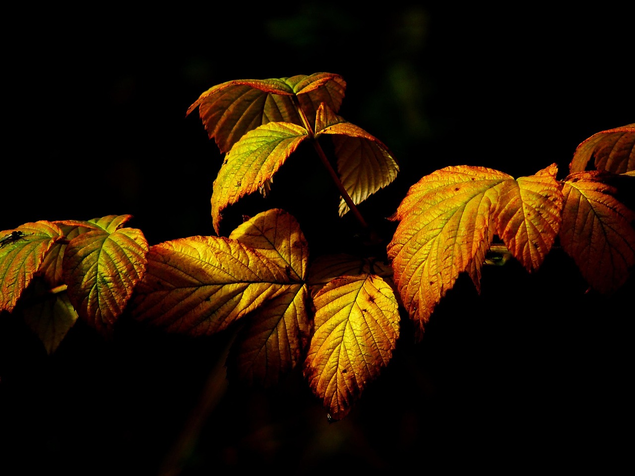 紅葉を楽しむプール温泉の貸切プランはどこで予約できる？