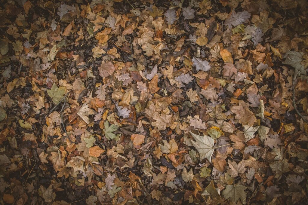 紅葉を楽しむ貸切湯があるモダン宿の魅力とは？