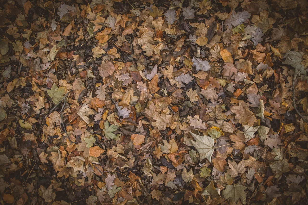 紅葉を楽しむ貸切湯付きの美食プランはどこで体験できる？