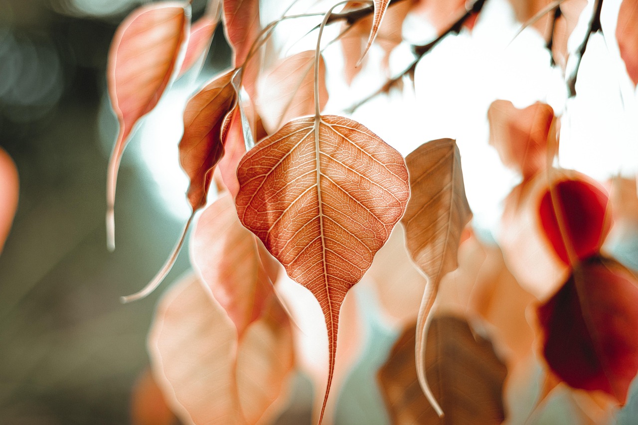 紅葉を楽しめる貸切湯があるインスタ映え宿はどこ？
