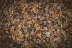 紅葉を楽しめる露天ジャグジー貸切宿はどこにある？