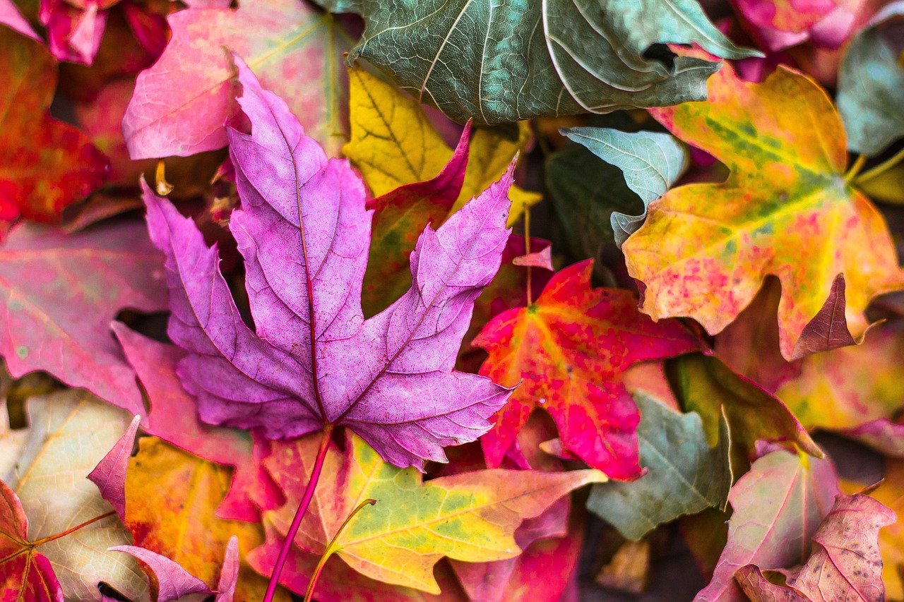 紅葉と貸切湯付き離れ宿プランで過ごす秋の特別な体験は？