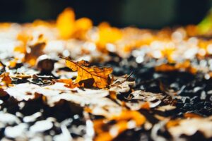 紅葉と貸切湯付き離れ宿プランの魅力とは？
