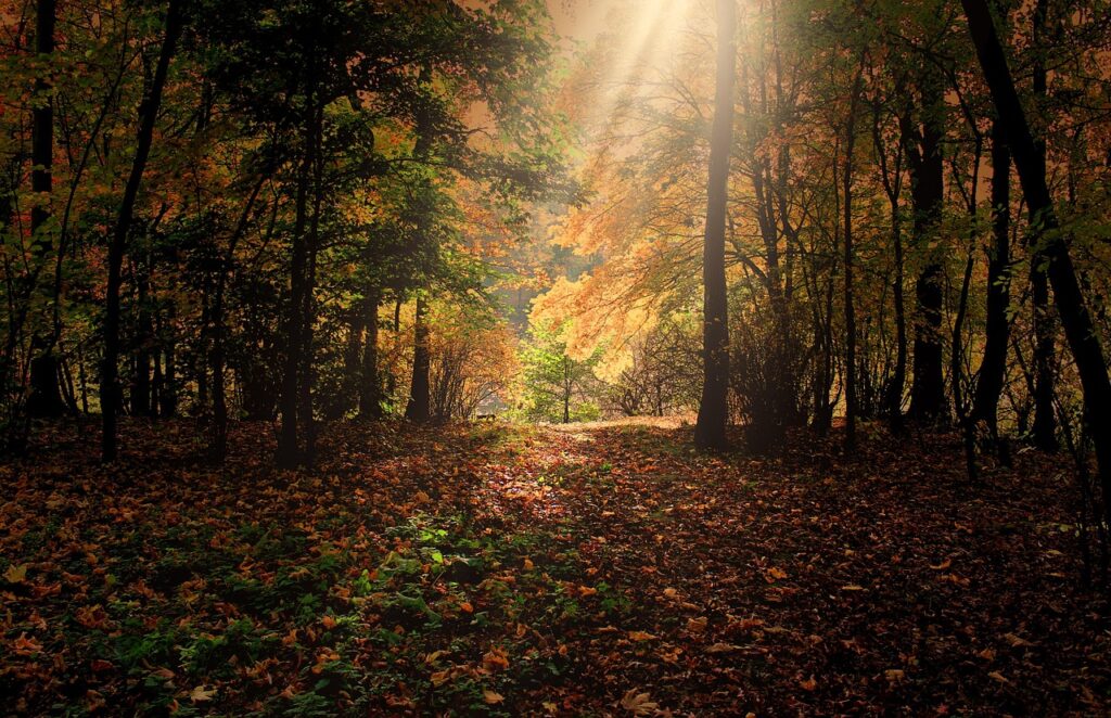 紅葉を楽しむための森林貸切湯プラン宿はどこにある？