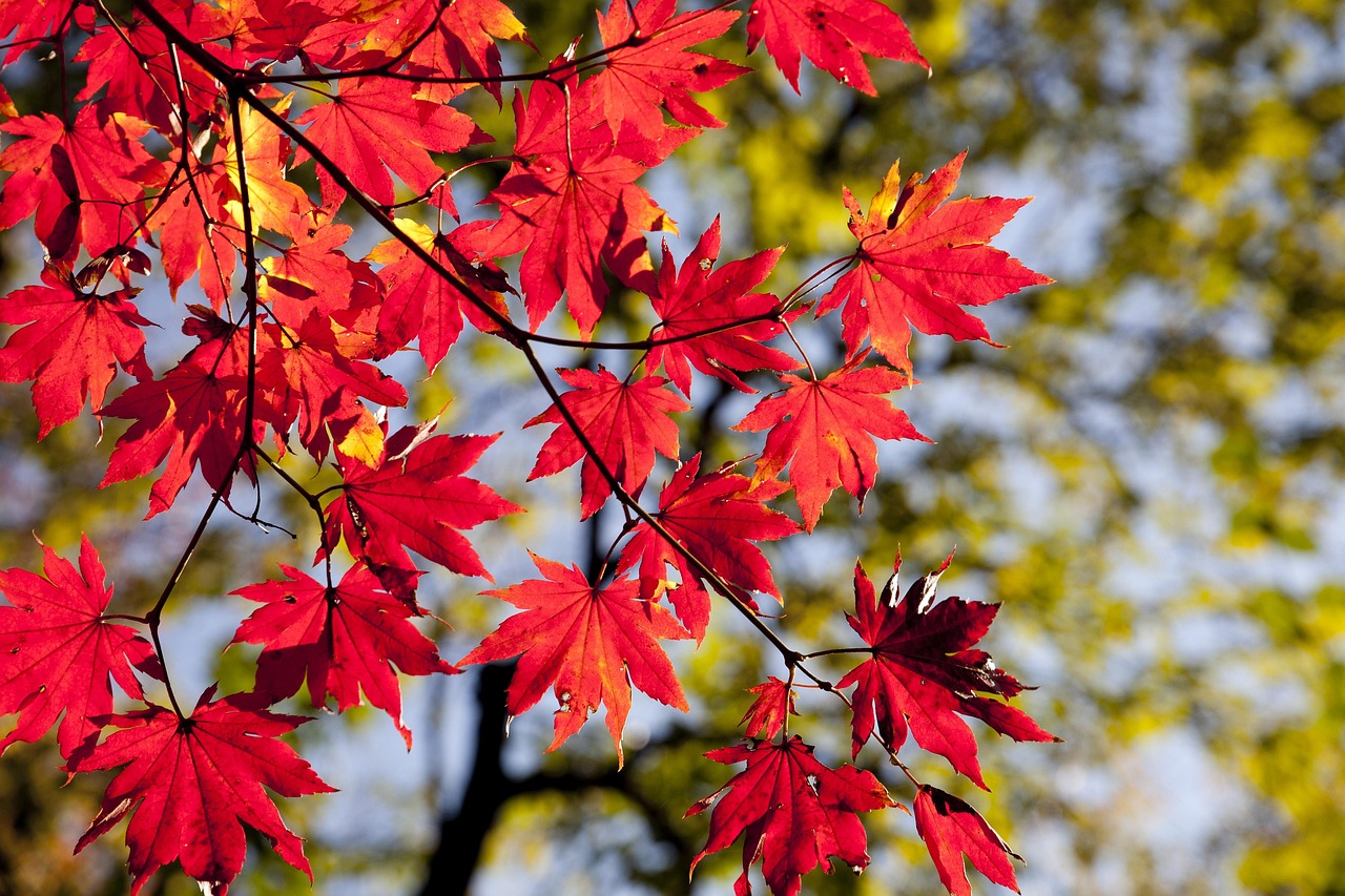 紅葉を楽しむログハウス貸切湯宿の魅力とは？