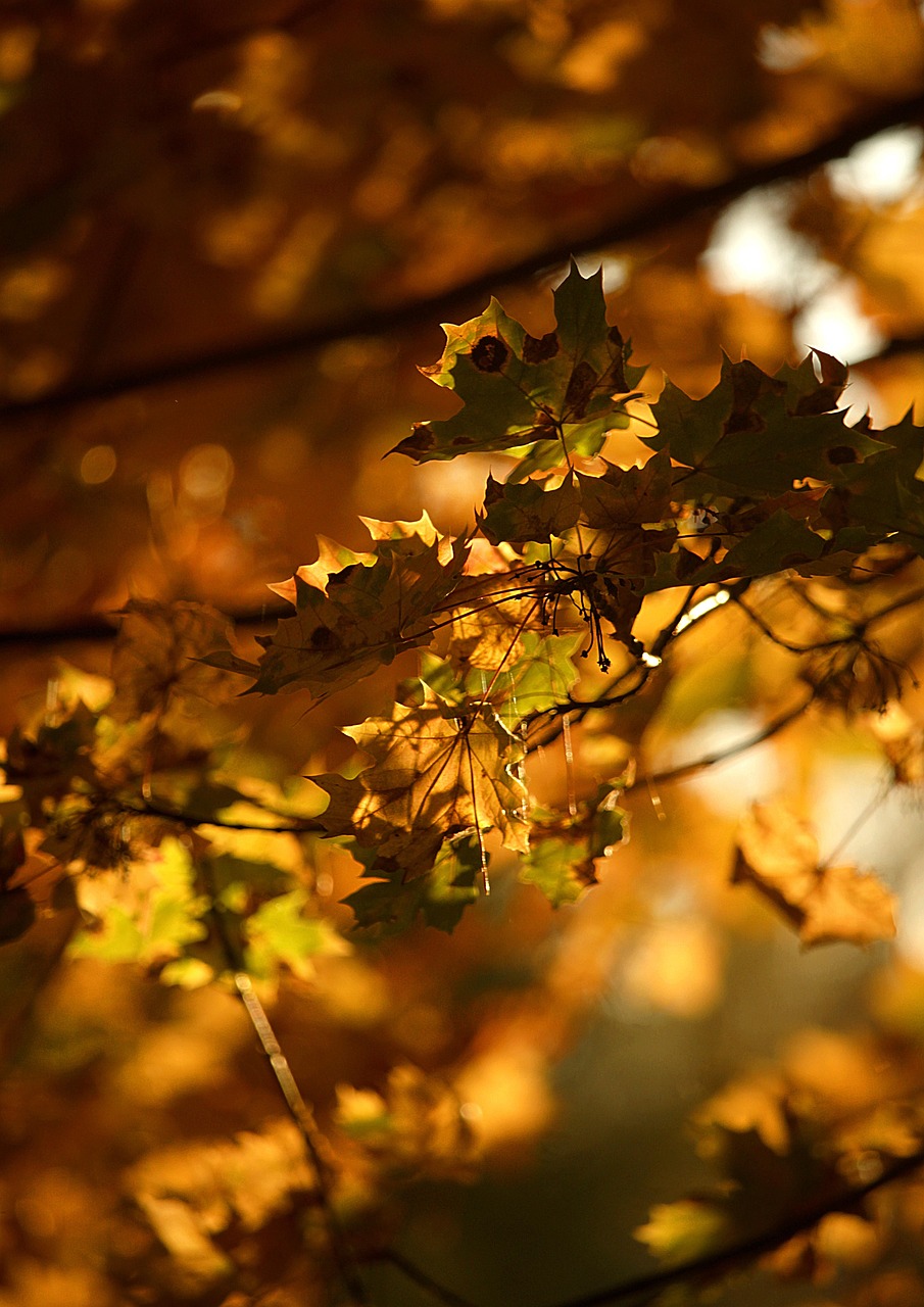 紅葉を楽しむ森林の貸切湯プラン宿はどこがおすすめ？