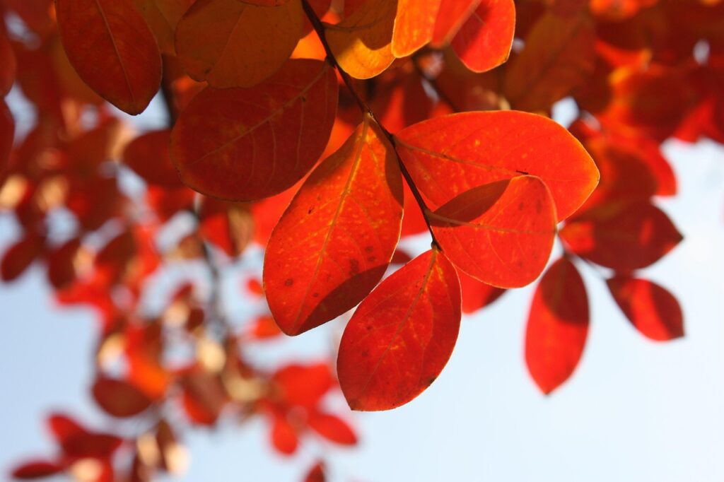 紅葉シーズン限定の貸切湯プランはどこで楽しめる？