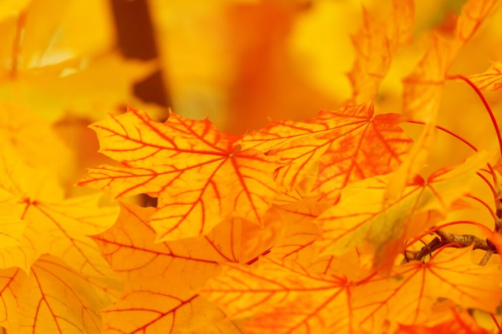 秋の紅葉を楽しむカップルプランに最適な貸切風呂は？