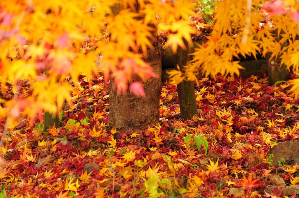 紅葉もみじを楽しむ貸切湯のカップルプランは？