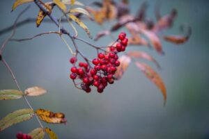 紅葉が楽しめる絶景テラスのある旅館はどこ？