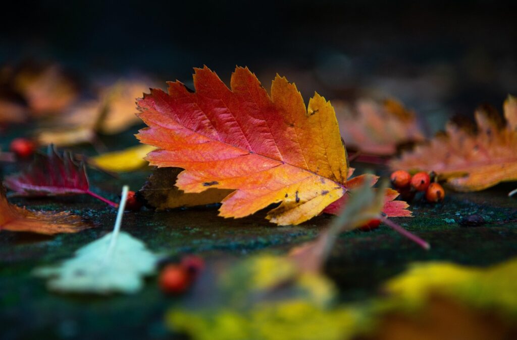 紅葉を楽しむカップルにおすすめのフォトスポットと宿は？