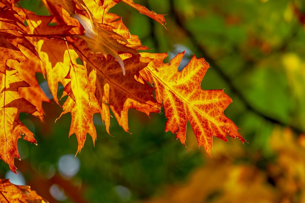 紅葉を楽しむ部屋食で2人きりの特別プランは？