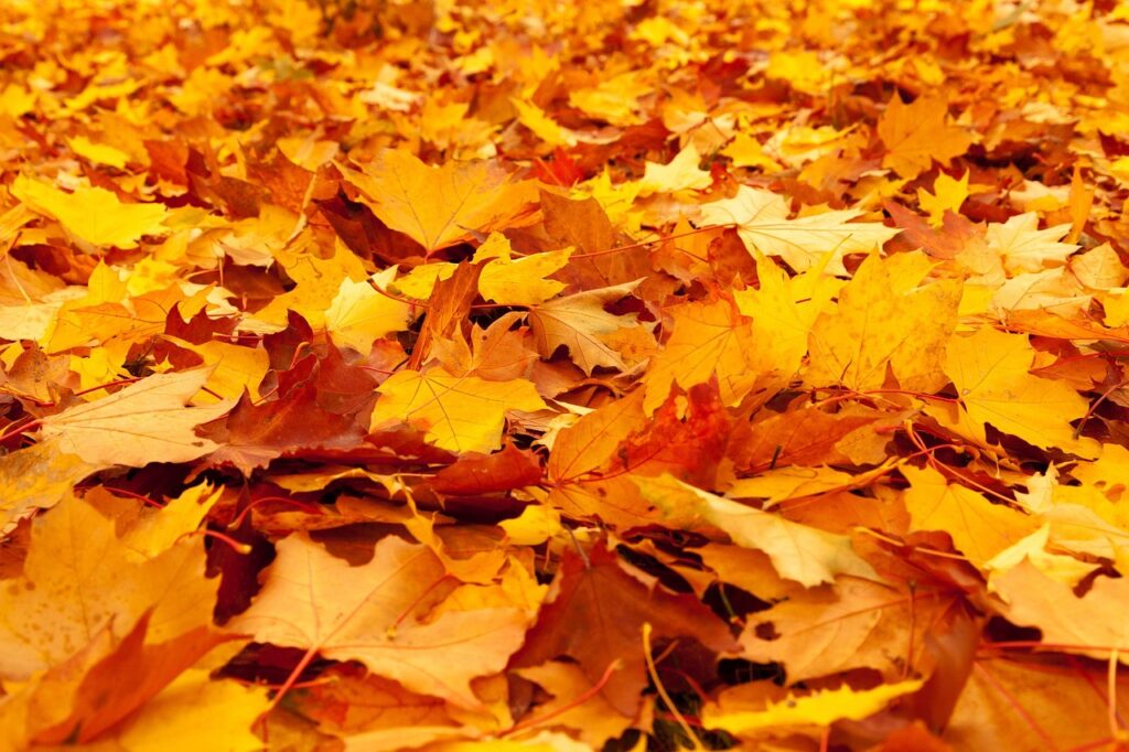 紅葉を楽しむ部屋食少なめプランの旅館はどこが人気？