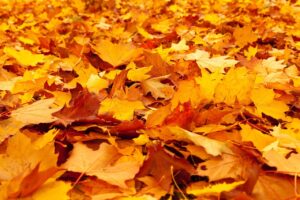 紅葉を楽しむ部屋食少なめプランの旅館はどこが人気？