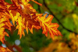 紅葉を楽しめる部屋食の会席料理が量多い宿はどこですか？