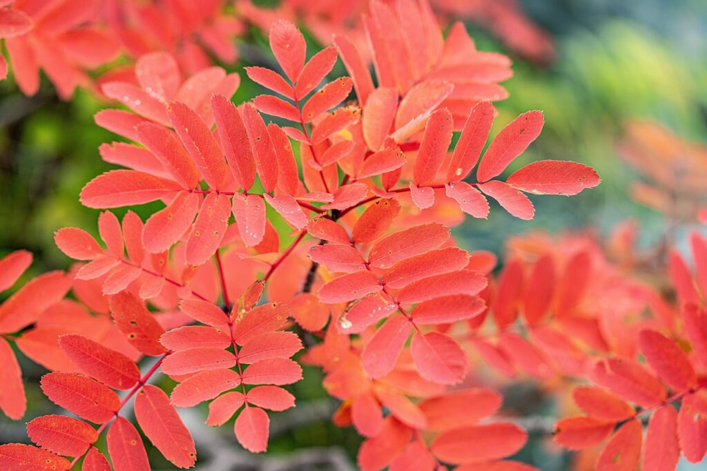 紅葉名所を徒歩圏内で楽しめる温泉旅館はどこ？