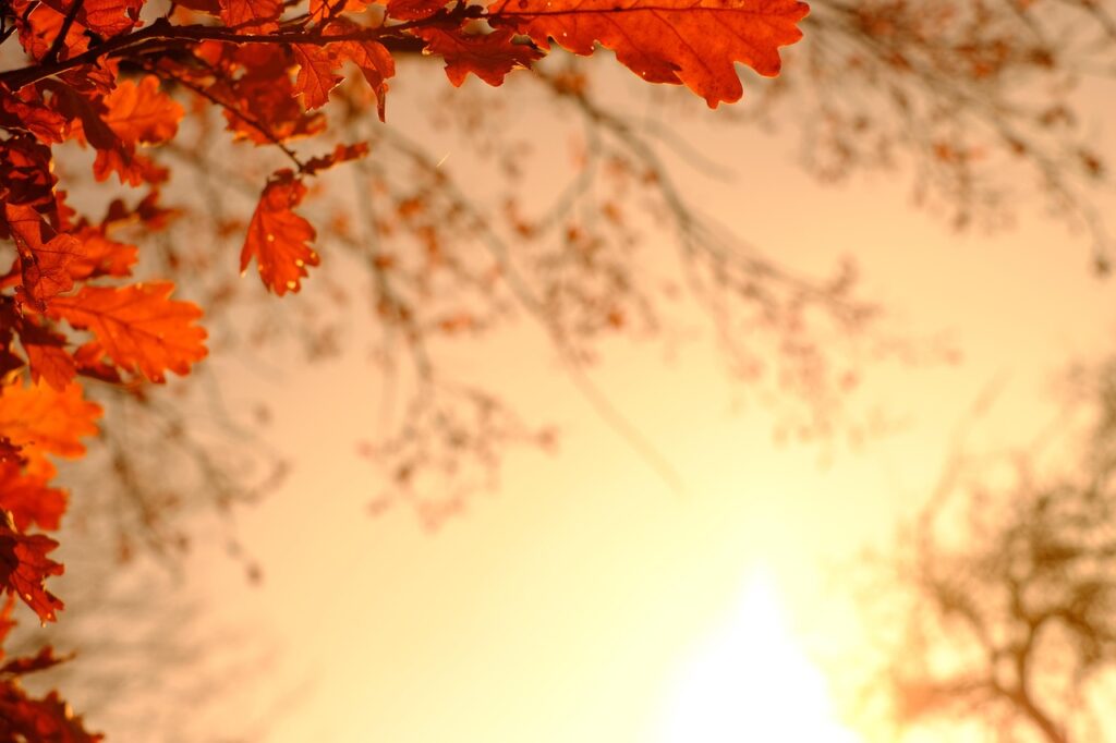 紅葉名所を車で10分で楽しめる宿はどこ？
