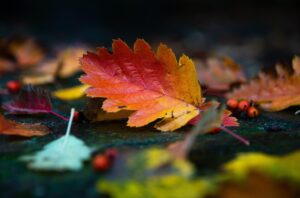 紅葉の宿で予約変更できる条件は？