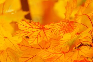 紅葉を楽しむ旅館に宿泊する際の現金のみの注意点は？