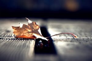 紅葉が見頃のエリアはどこ？11月上旬におすすめの旅館は？