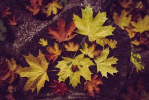 紅葉と旅館、イルミネーションが近い場所はどこ？