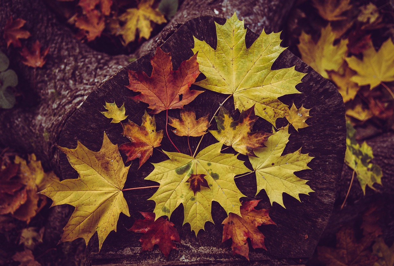 紅葉と旅館、イルミネーションが近い場所はどこ？