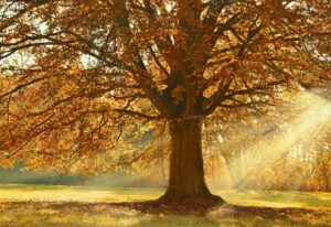 紅葉の温泉街で浴衣で散歩するのはOK？旅館選びのポイントは？