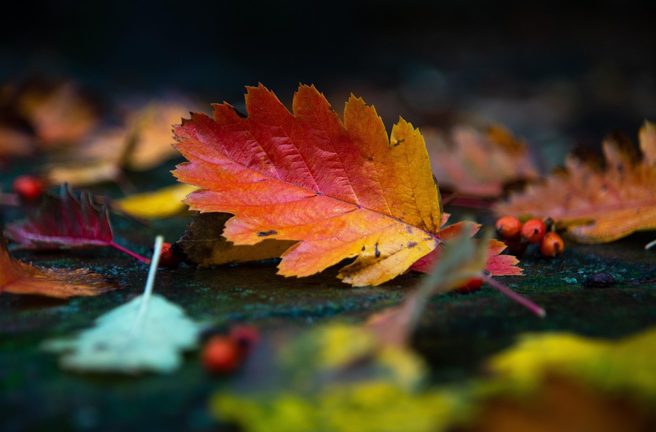 紅葉を楽しむための段差少ない旅館で貸切風呂はどこがオススメ？