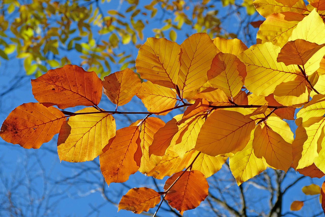 紅葉を楽しむ旅館での温泉デート、プランの立て方は？