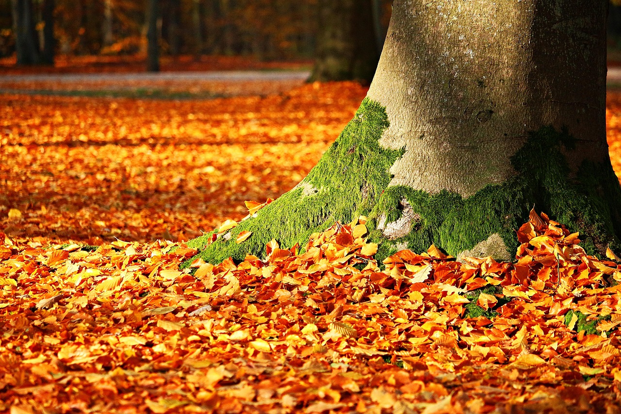 紅葉を楽しむ旅館で人目を気にならない露天風呂のおすすめは？