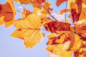 紅葉を楽しむ旅館で部屋食は遅い時間でも可能？