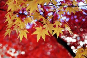 紅葉を楽しむ旅館の近くの人気蕎麦は夕食前に行くべき？