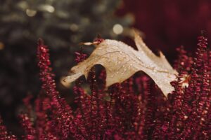 雨で紅葉が見えない時の旅館代替プランは？