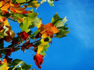 温泉宿と紅葉の比較、どこが一番おすすめ？