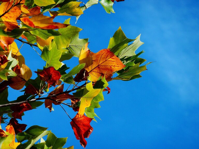 温泉宿と紅葉の比較、どこが一番おすすめ？