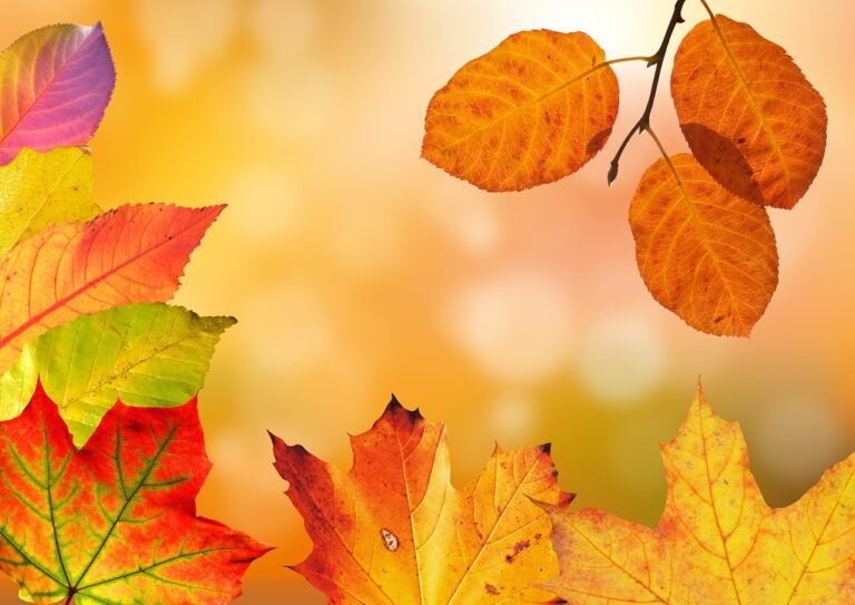 紅葉デートで失敗しないためのポイントは？