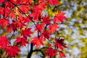 紅葉宿のおすすめ料金はどれくらい？