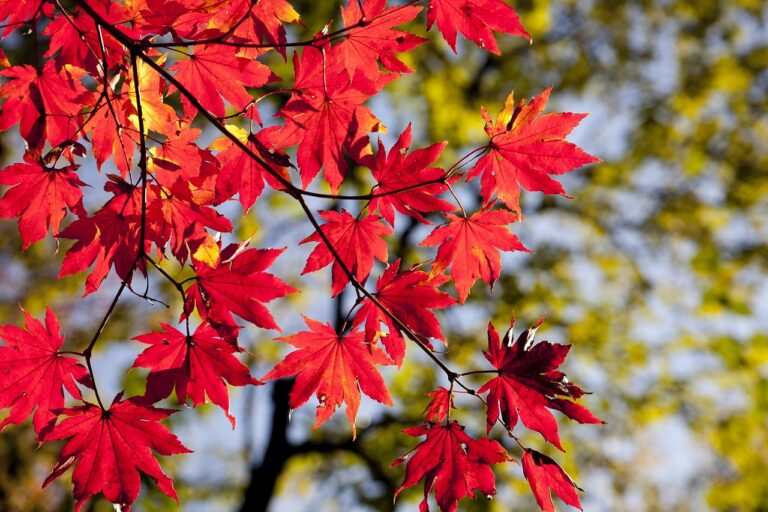 紅葉宿のおすすめ料金はどれくらい？