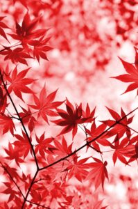 紅葉宿の失敗しない選び方は？