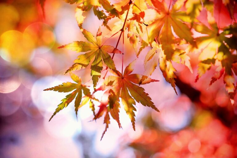 絶景紅葉の温泉はどこがおすすめ？