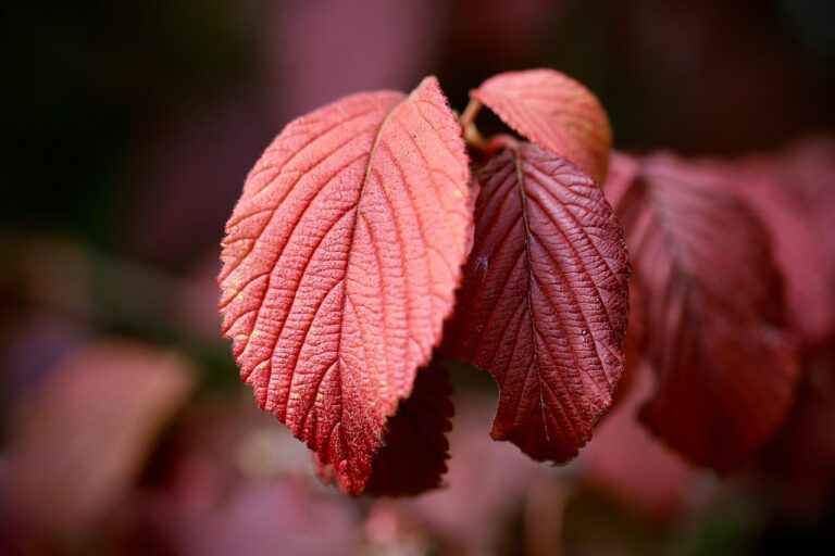 絶景紅葉を楽しむための貸切湯はどれがおすすめ？