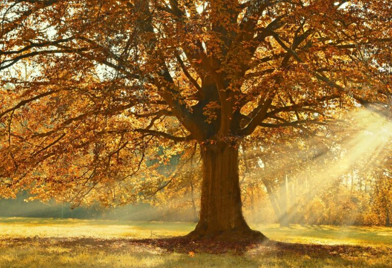 紅葉を楽しむ温泉の相場はどれくらい？
