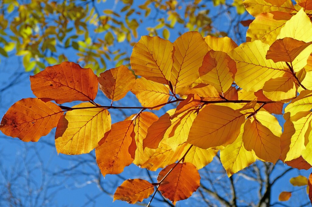 紅葉デートに最適なおすすめプランは？